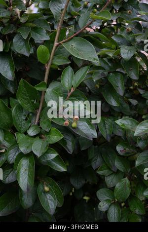 Une vue verticale rapprochée du feuillage brillant du cotoneaster portant de petits fruits verdâtres et des gouttes de pluie éparses. Les feuilles vert foncé affichent des veines proéminentes Banque D'Images