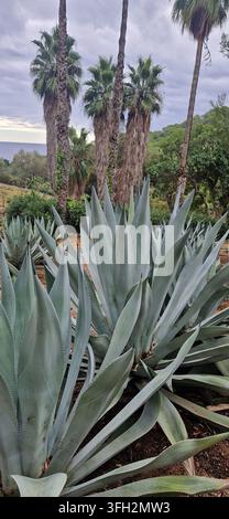Paysage tropical mettant en vedette des agaves géants aux feuilles épineuses et des palmiers en éventail imposants dans le Jardin Botanique Tropical Pinya de Rosa, Blanes, Espagne Banque D'Images