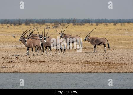 Un troupeau de gemsbok (Oryx gazella), ou oryx d'Afrique du Sud, se tient près de l'eau dans l'environnement sec et aride de la Namibie. Banque D'Images