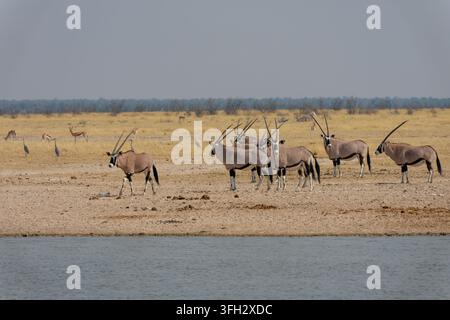 Troupeau de Gemsbok (Oryx gazella) dans le paysage aride de la Namibie, illustrant la survie des antilopes dans un environnement désertique rude près de l'eau. Banque D'Images