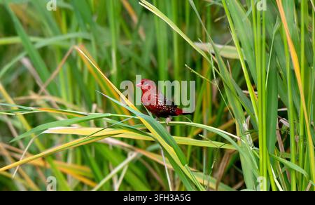 Amarante rouge perché parmi les hautes herbes des marais Banque D'Images