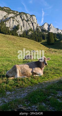 Dans la campagne sereine d'Appenzell en Suisse, des vaches paissent paisiblement devant un arrière-plan de montagnes à couper le souffle. Banque D'Images
