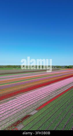 Rangs de tulipes diagonaux, ciel bleu du printemps, prise verticale Banque D'Images