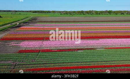 Rangées de tulipes rose rouge, champs verts à l'horizon, ciel bleu Banque D'Images