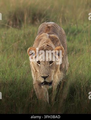 Un portrait d'action en vue frontale d'un jeune lion marchant directement vers l'avant à travers une herbe haute et luxuriante dans la nature sauvage du Kenya Banque D'Images