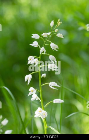 Helleborine à feuilles d'épée (Cephalanthera longifolia) avec de délicates fleurs blanches poussant dans un habitat boisé verdoyant. Banque D'Images