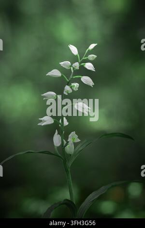Helleborine à feuilles d'épée (Cephalanthera longifolia) avec des fleurs blanches poussant dans un habitat forestier. Banque D'Images