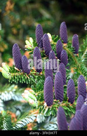 Abies Koreana bleu/violet 'Sapindier coréen' (connes d’arbre) exposé au RHS Garden Harlow Carr, Harrogate, Yorkshire, Angleterre, Royaume-Uni Banque D'Images