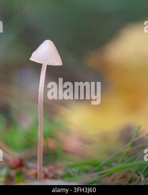 Petit champignon blanc au chapeau rose pâle poussant dans une forêt d'automne, macro rêveuse de forêt avec un doux bokeh naturel Banque D'Images