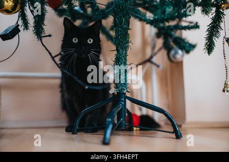 Chat noir se cachant sous un sapin de Noël décoré dans un cadre domestique confortable avec des décorations de fêtes Banque D'Images