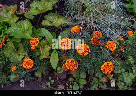 Fleurs de souci orange vif épanouies dans un parterre de jardin de cottage avec un feuillage vert luxuriant, vue de dessus Banque D'Images