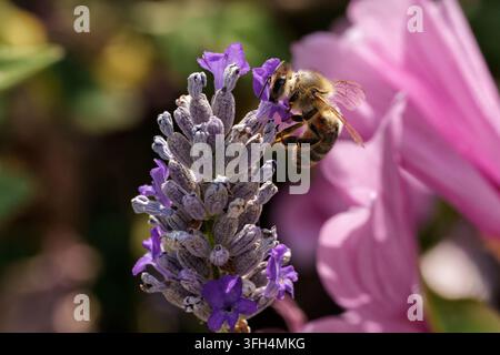 Un bourdon pollinisant des fleurs de lavande violettes éclatantes dans un jardin ensoleillé d'été. Banque D'Images