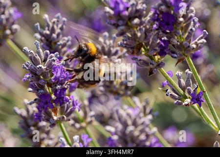 Une bourdon en plein vol pollinisant des fleurs de lavande violettes éclatantes dans un jardin ensoleillé d'été. Banque D'Images