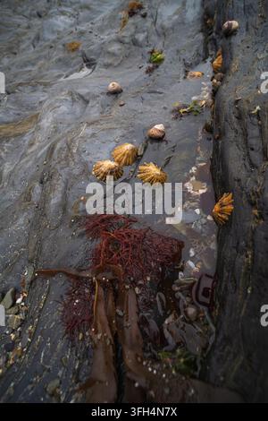 Une vue rapprochée de patelles coniques fixées à des rochers sombres et humides sur une côte. Des algues rouges et brunes sont visibles, ainsi que de petites flaques rocheuses. Banque D'Images