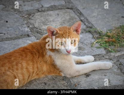 Photographie d'un adorable chat roux et blanc allongé sur un pavé de pierre et regardant la caméra en arrière. Banque D'Images