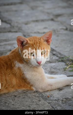 Photographie d'un adorable chat roux et blanc allongé sur un pavé de pierre et regardant la caméra en arrière. Banque D'Images