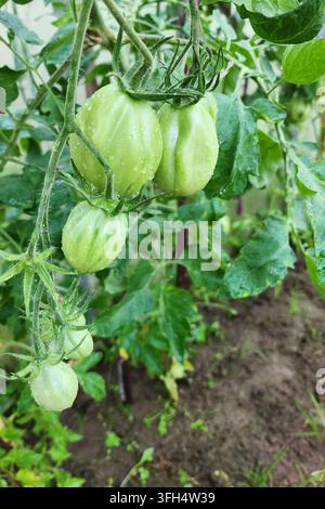 Tomates vertes poussant sur une vigne, couvertes de gouttes d'eau provenant d'une récente pluie Banque D'Images