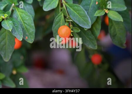 Photographie macro horizontale de baies orange-rouge vibrantes suspendues avec grâce parmi un feuillage vert luxuriant sur une branche de plante. Banque D'Images
