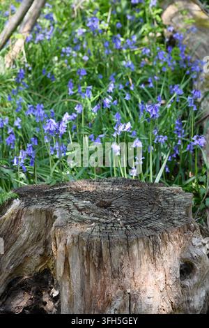 Tronc d'arbre et jacinthes bleues Banque D'Images
