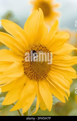 Bumblebee collectant du pollen sur un tournesol jaune vif avec un petit insecte caché parmi les pétales Banque D'Images