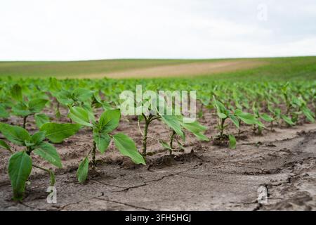 Rangées de jeunes plants de tournesol d'un vert éclatant émergeant d'une terre sèche et craquelée dans un champ agricole, symbolisant une nouvelle vie et l'agriculture Banque D'Images