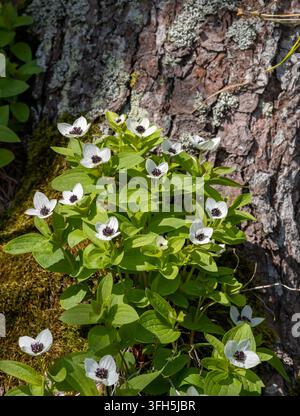 Amas fleuri de cornouiller nain eurasien (Cornus suecica) avec des bractées blanches et des fleurs violet foncé poussant contre un tronc de pin, Kiperort Banque D'Images
