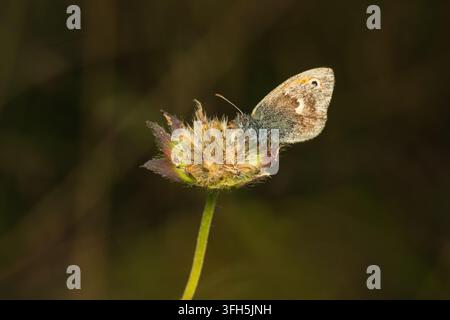Une photographie macro détaillée d'un petit papillon Heath (Coenonympha pamphilus) posé sur une fleur séchée. Les ailes de l'insecte sont fermées, montrant i Banque D'Images