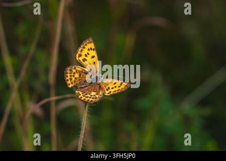 Une photographie macro époustouflante capturant un Petit Cuivré (Lycaena phlaeas) montrant ses ailes orange vif et tachetées de noir. L'insecte est Banque D'Images