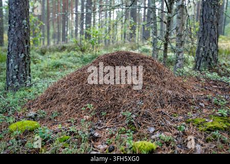 Grand fourmi construit à partir d'aiguilles de pin sur le sol de la forêt dans une forêt de conifères naturelle Banque D'Images