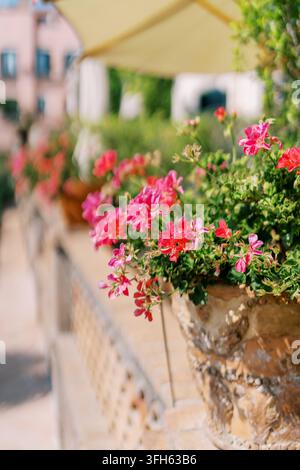 Géraniums roses vibrants dans un pot en pierre rustique sur une terrasse ensoleillée Banque D'Images