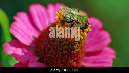 Un bourdon de fin d'été se nourrit des fleurettes discoïdes du centre d'une Zinnia elegans à forme simple bordée de fleurettes rayonnantes rose foncé (pétales) en août Banque D'Images