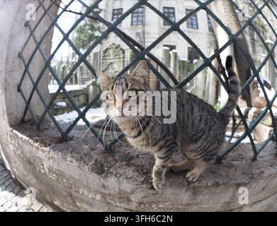 Chat gris posant pour une photo à Istanbul Banque D'Images
