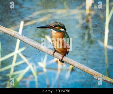 Martin-pêcheur commun, Alcedo Atthis, perché sur une tige de roseau, marais d'Akrotiri, Chypre. Banque D'Images