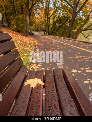Banc de parc en bois mouillé avec une feuille d'érable en automne. Banque D'Images