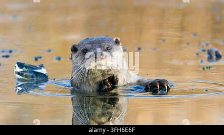 Une loutre européenne avec une patte levée regardant l'appareil photo tout en nageant dans l'eau glacée à Lelystad, Pays-Bas. Banque D'Images