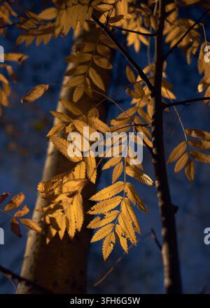 Feuilles d'automne dorées et branches d'arbres sombres remplissent une scène forestière tranquille, illuminée par une lumière chaude du soir sur un fond bleu profond avec une nature douce Banque D'Images