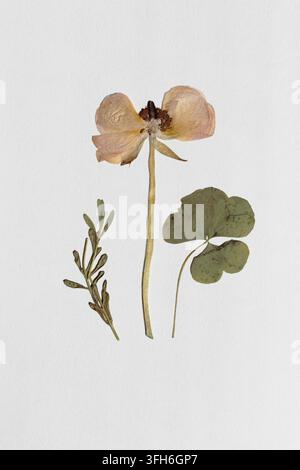Délicate fleur d'anémone pressée avec des pétales pêche pâle, un centre sombre, une tige élancée, une feuille de trèfle verte et une branche d'olivier disposés sur du papier blanc texturé. Banque D'Images