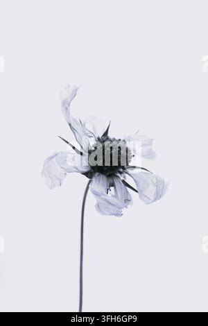 Portrait floral d'art fin d'une fleur fanée avec des pétales translucides décolorés, une tête de graine sombre et une tige courbée sur un fond gris pâle doux. Banque D'Images