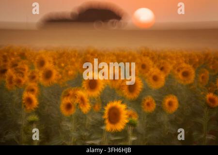 Vue artistique d'un champ de tournesols dorés dans la campagne rurale, adoucie par une brume rêveuse alors que le soleil couchant brille au-dessus de l'horizon lointain. Banque D'Images