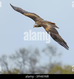 Une photo animalière en gros plan horizontale d'un milan royal (Milvus milvus) en vol actif contre un ciel blanc et gris pâle immaculé. Banque D'Images