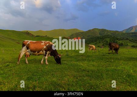 Trois vaches paissent paisiblement dans un pré vert vif en fin d'après-midi. Le premier plan met en scène une vache brune et blanche, tandis que deux autres, une claire Banque D'Images