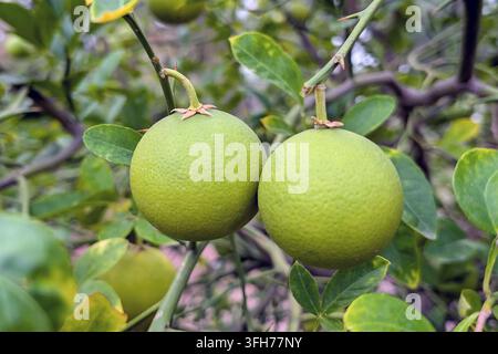 Oranges trifoliées immatures poussant sur un arbre d'orange rustique Banque D'Images