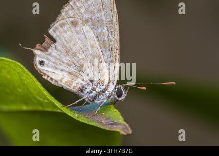 Le papillon bleu à queue courte de Lang (Leptotes pirithous) avec un aile postérieure endommagée reposant sur une feuille, Le Caire, Égypte Banque D'Images
