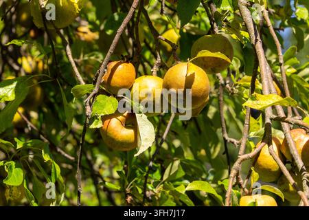 Poires de cuisson vert-jaune presque mûres suspendues aux branches d'arbres avec des feuilles vertes dans un verger ensoleillé. Banque D'Images