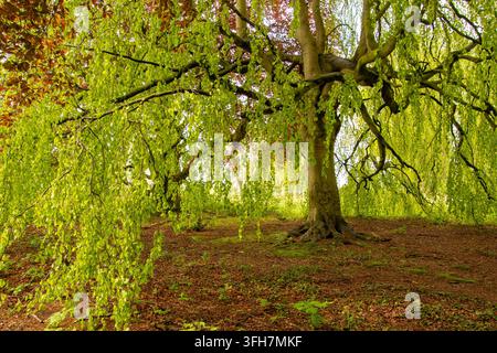 Marchant dans un parc public à Voorst, l'Achterhoek, aux Pays-Bas. Banque D'Images