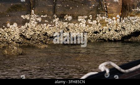 Barnes sur la paroi rocheuse de l'eau côtière marine nette Banque D'Images