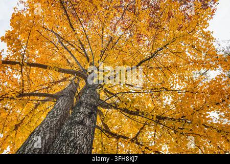 Perspective en contre-plongé d'un seul ginkgo aux deux troncs fusionnés, son feuillage dense flamboyant de feuilles jaune doré, mettant en valeur la texture et la beauté sereine de l'automne sous une lumière douce. Banque D'Images