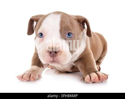 Chiot american bully in front of white background Banque D'Images