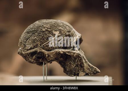Crâne d'Australopithecus africanus STS 5, Mrs Ples, Sterkfontein, Afrique du Sud, âgé d'environ 2,5 millions d'années. Moulage de crâne fossile d'Australopithecus Banque D'Images