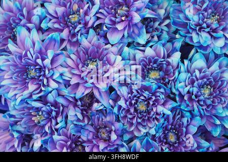 Fleurs de chrysanthème bleu et violet éclatantes, fond floral en gros plan pour conception Banque D'Images